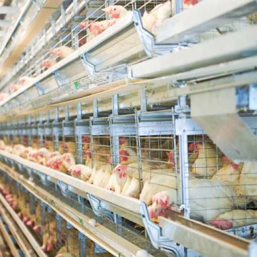 有限会社 野田養鶏