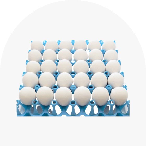 業務用白たまご